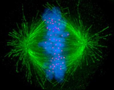 Cancer Diagnostics