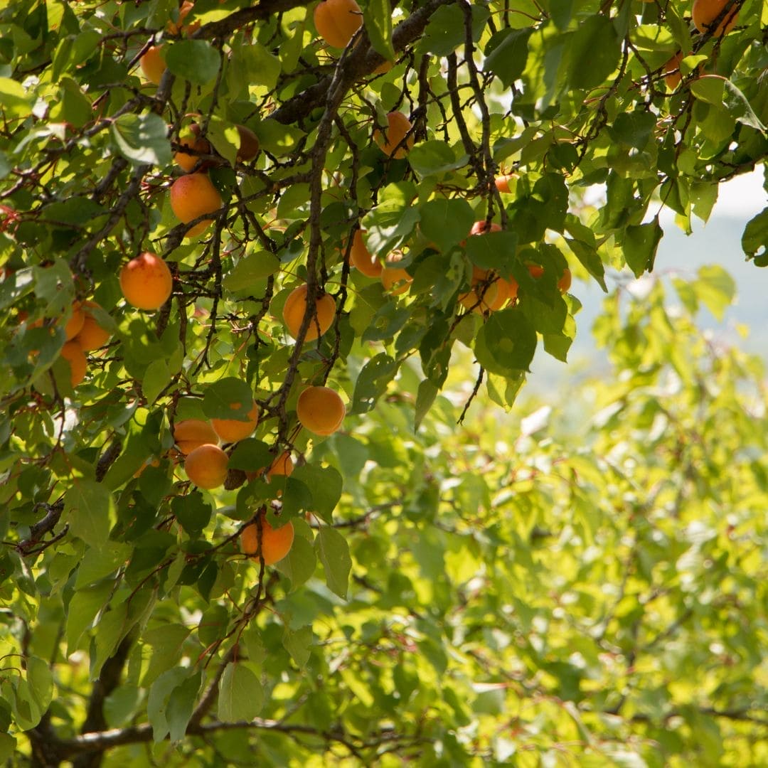 Apricot Oil, 100% Organic