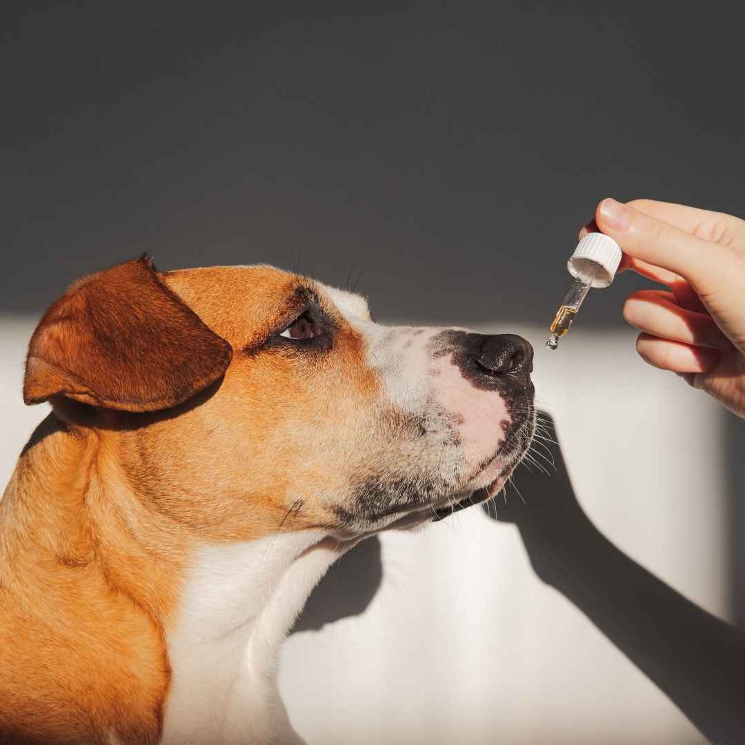 Organic CBD Tincture for Dogs, Cats & Pets