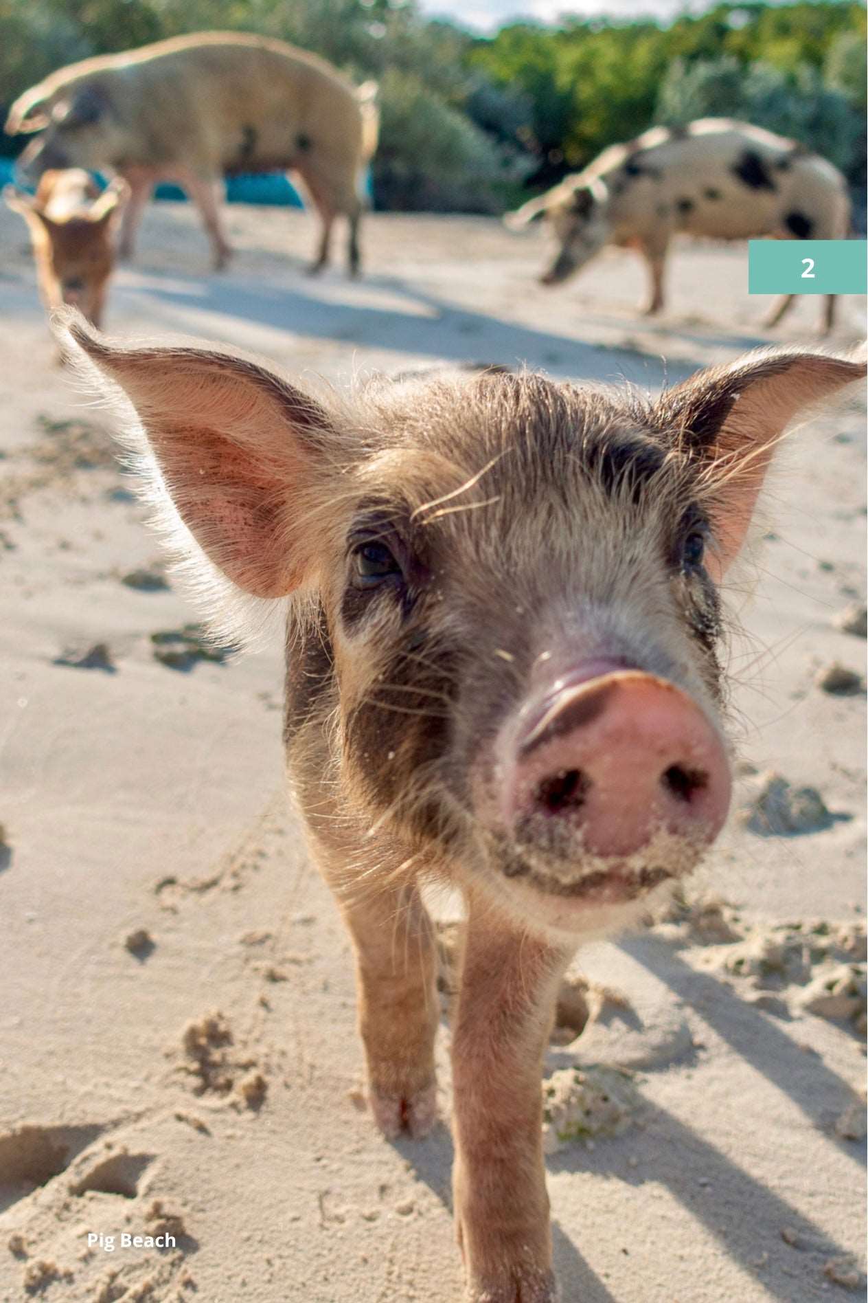 Nassau Bahamas Travel Planner: Pink Sands, Pigs & Paradise