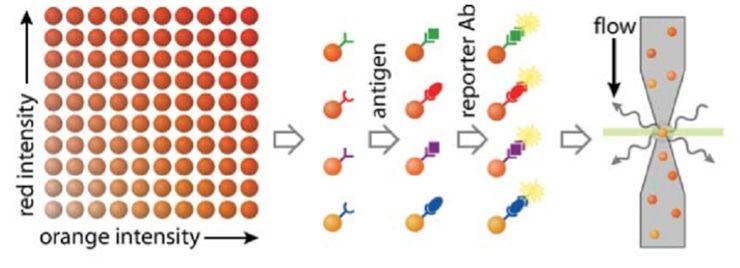 Beads Based Multiplex Assay