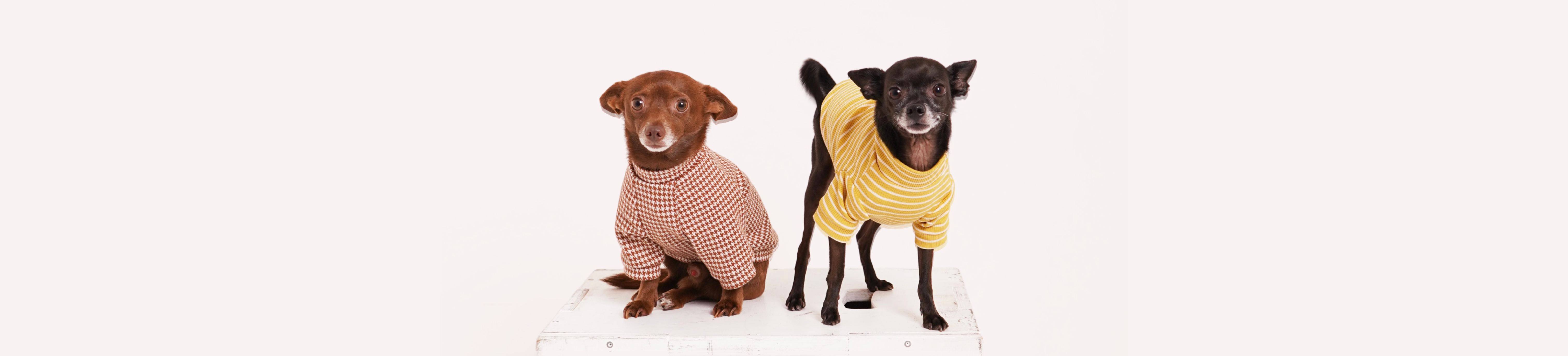 Pooch Couture