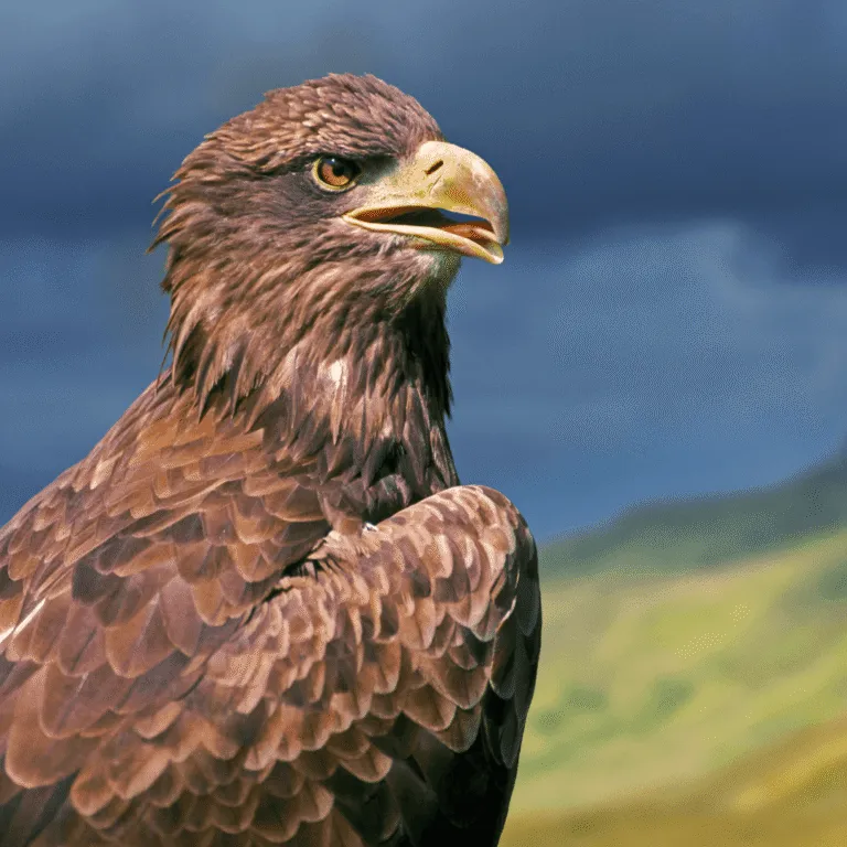 Ultimate Scotland