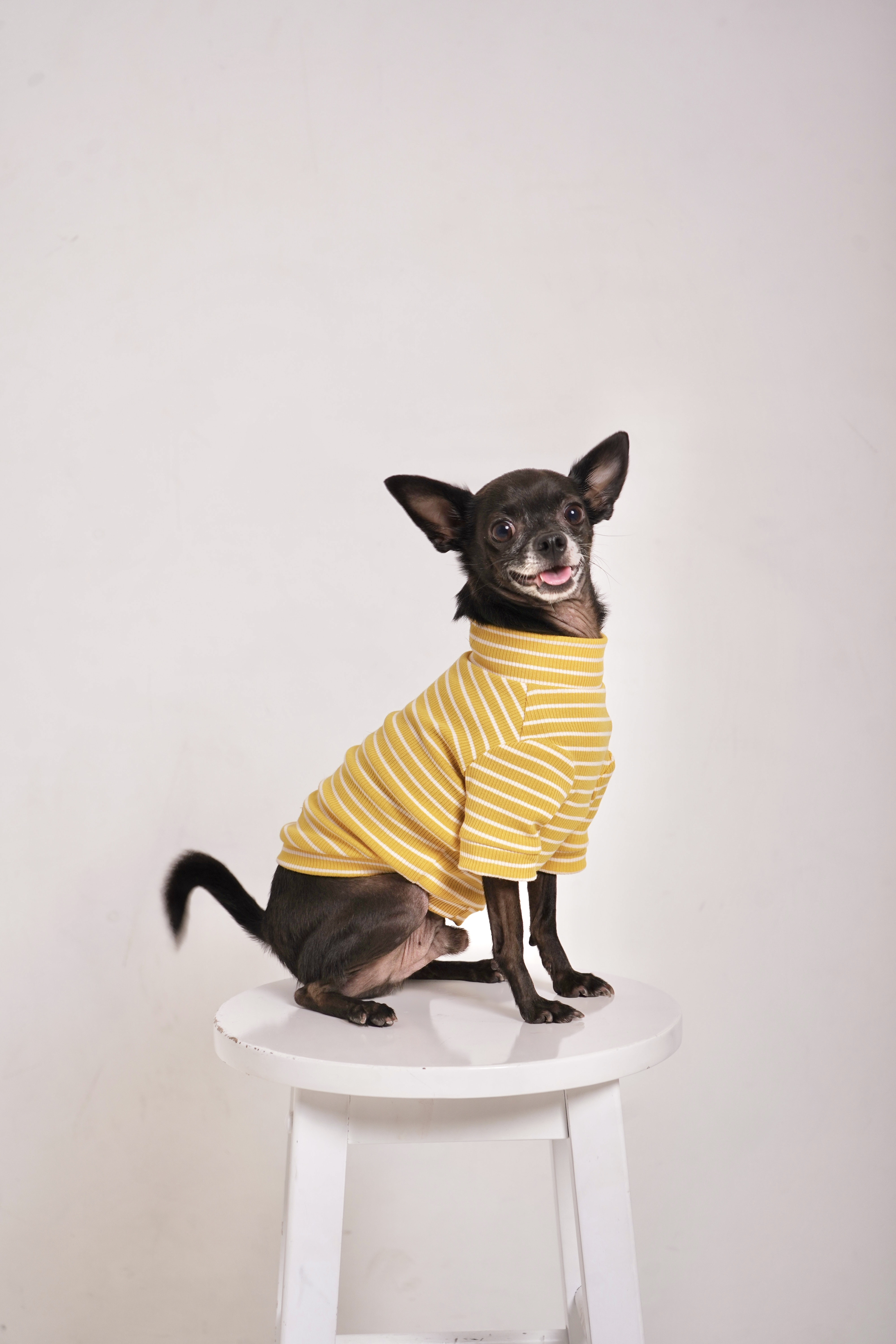 Mustard Cotton Turtleneck