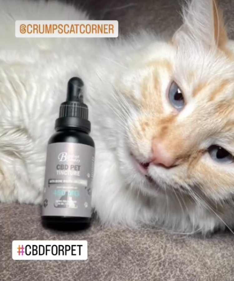 CBD Pet Tincture