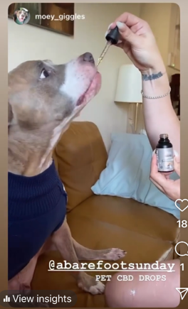 CBD Pet Tincture