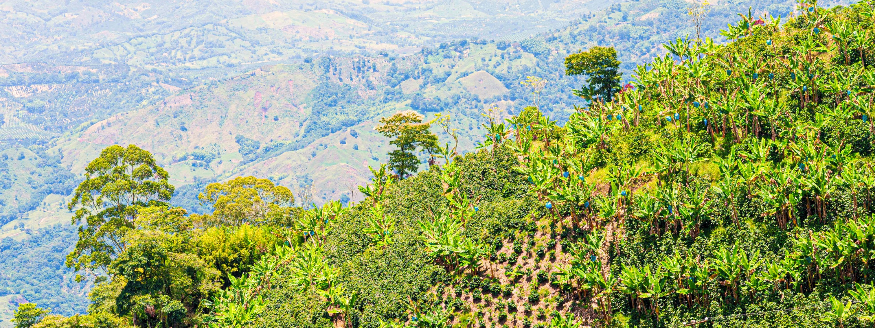 Heirloom Hills