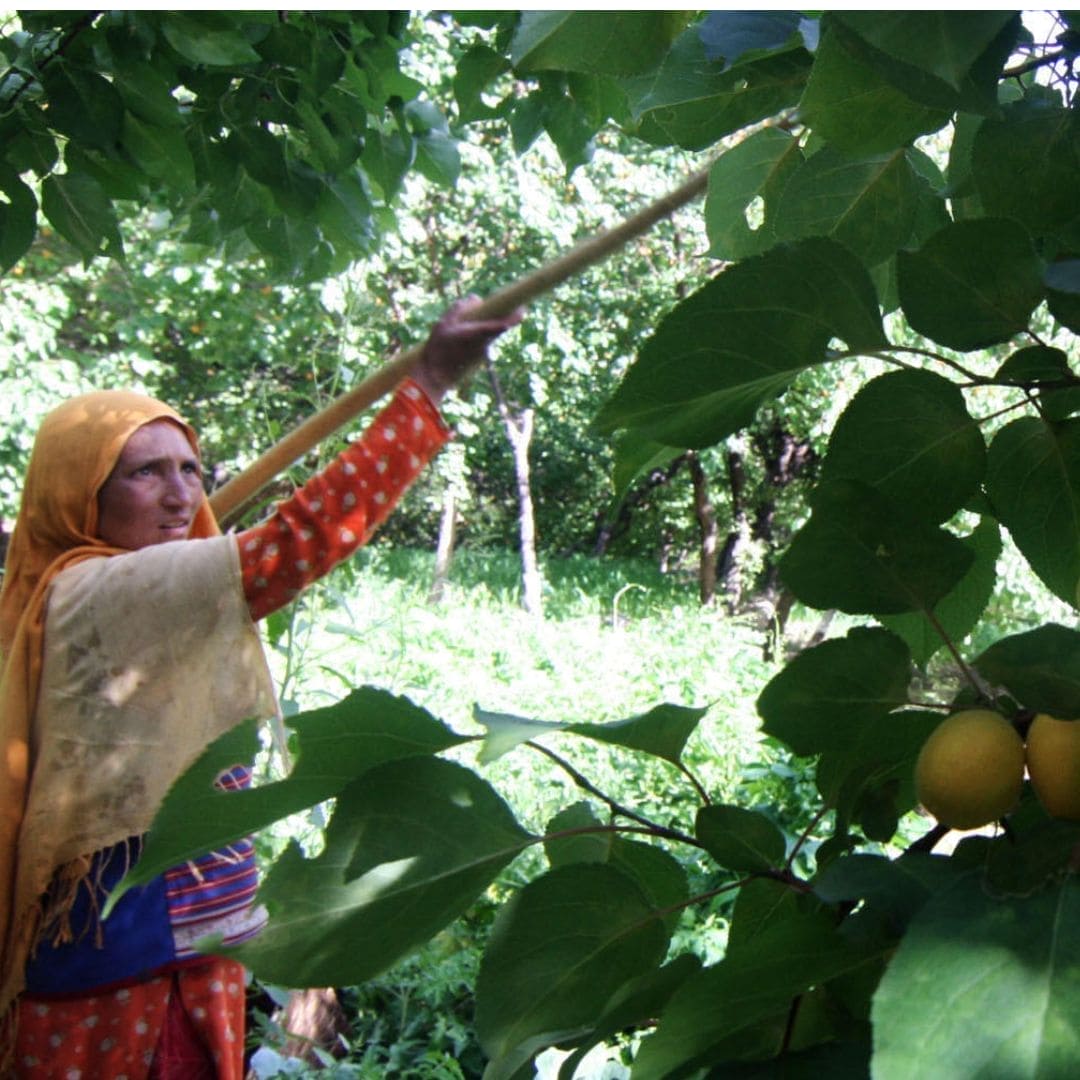Apricot Oil, 100% Organic