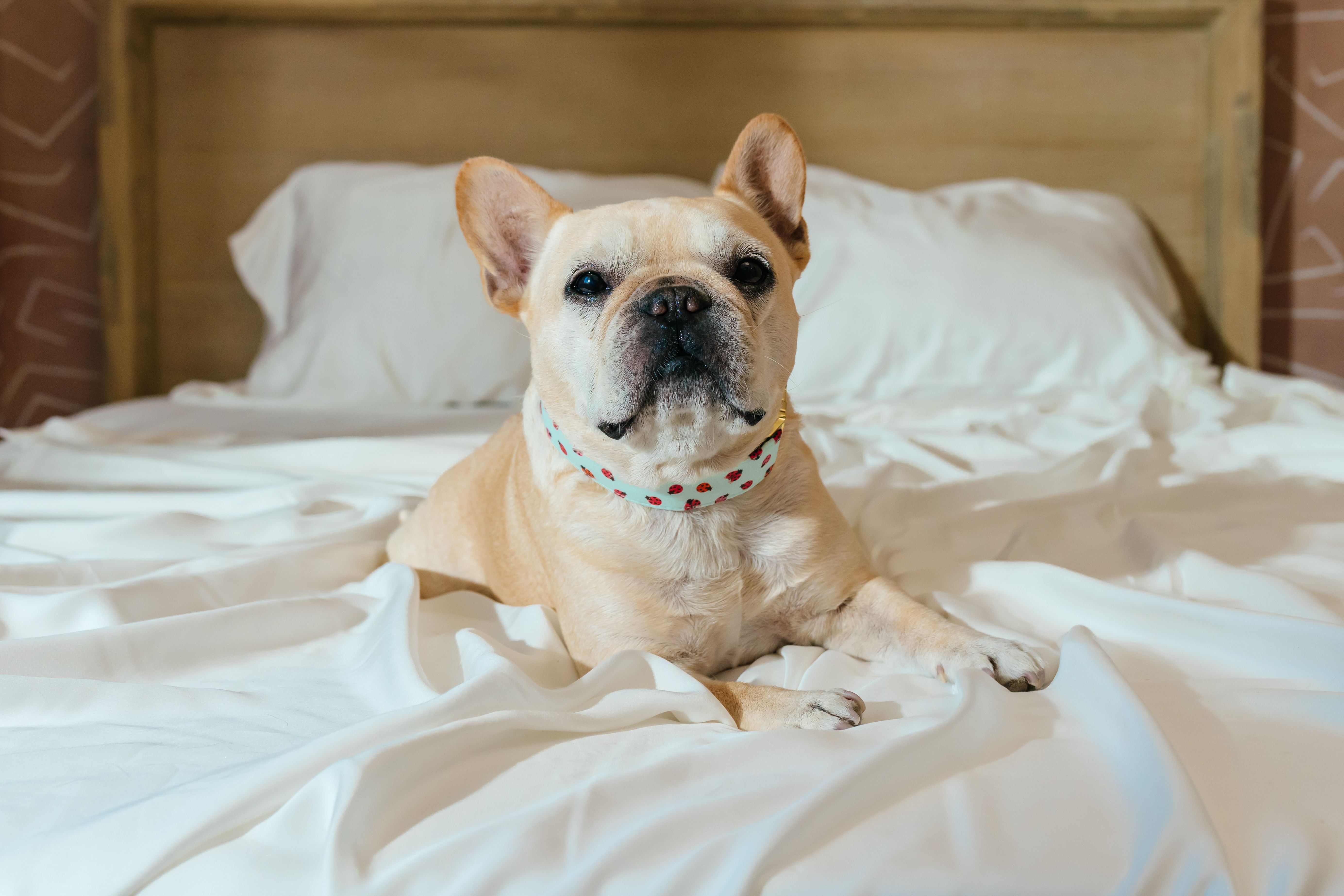 Sateen Sheet Set in Ivory White