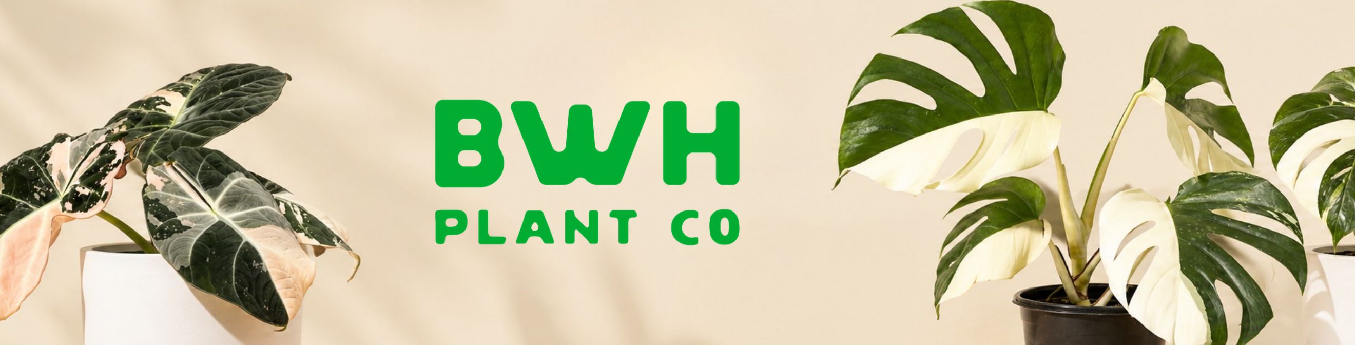 BWH Plant Co.