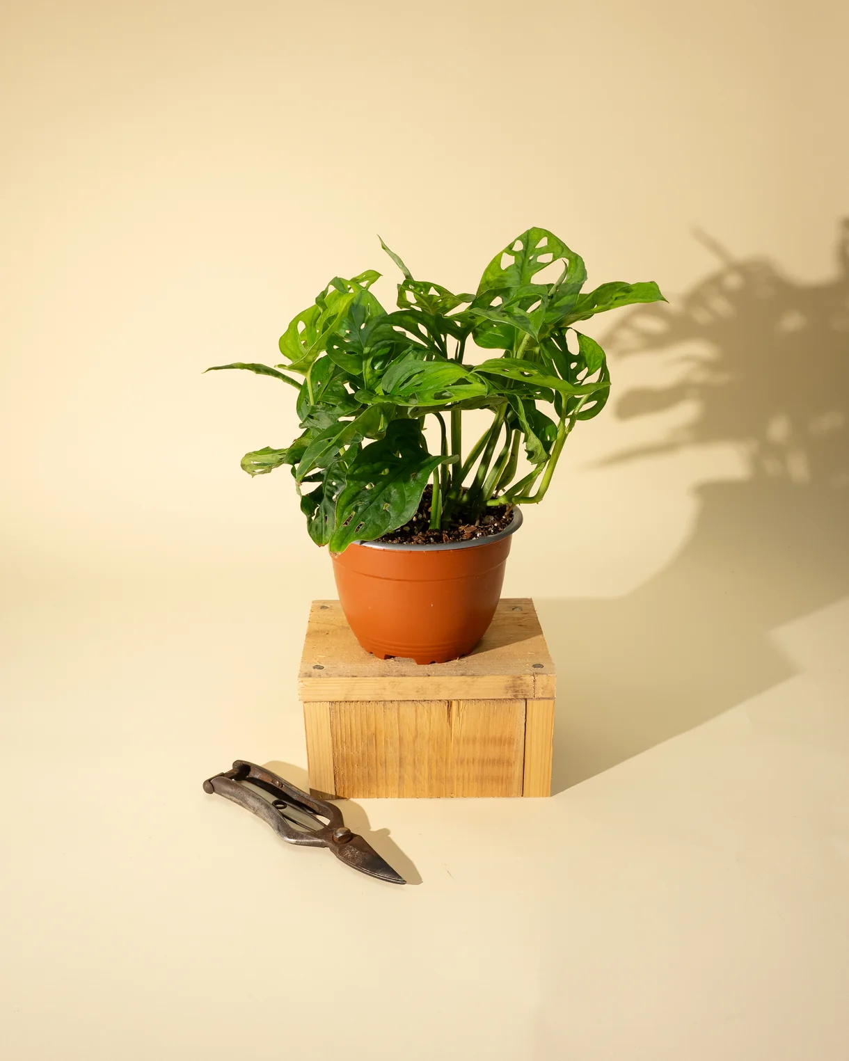 Monstera