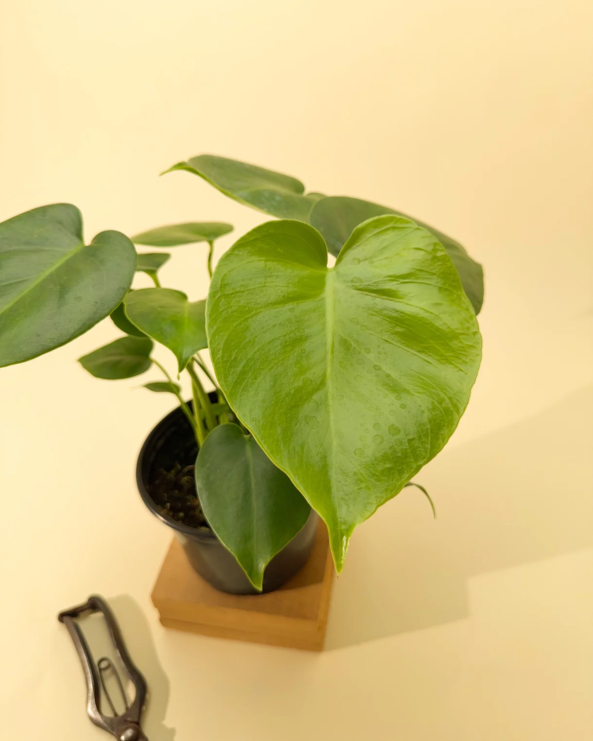 Monstera