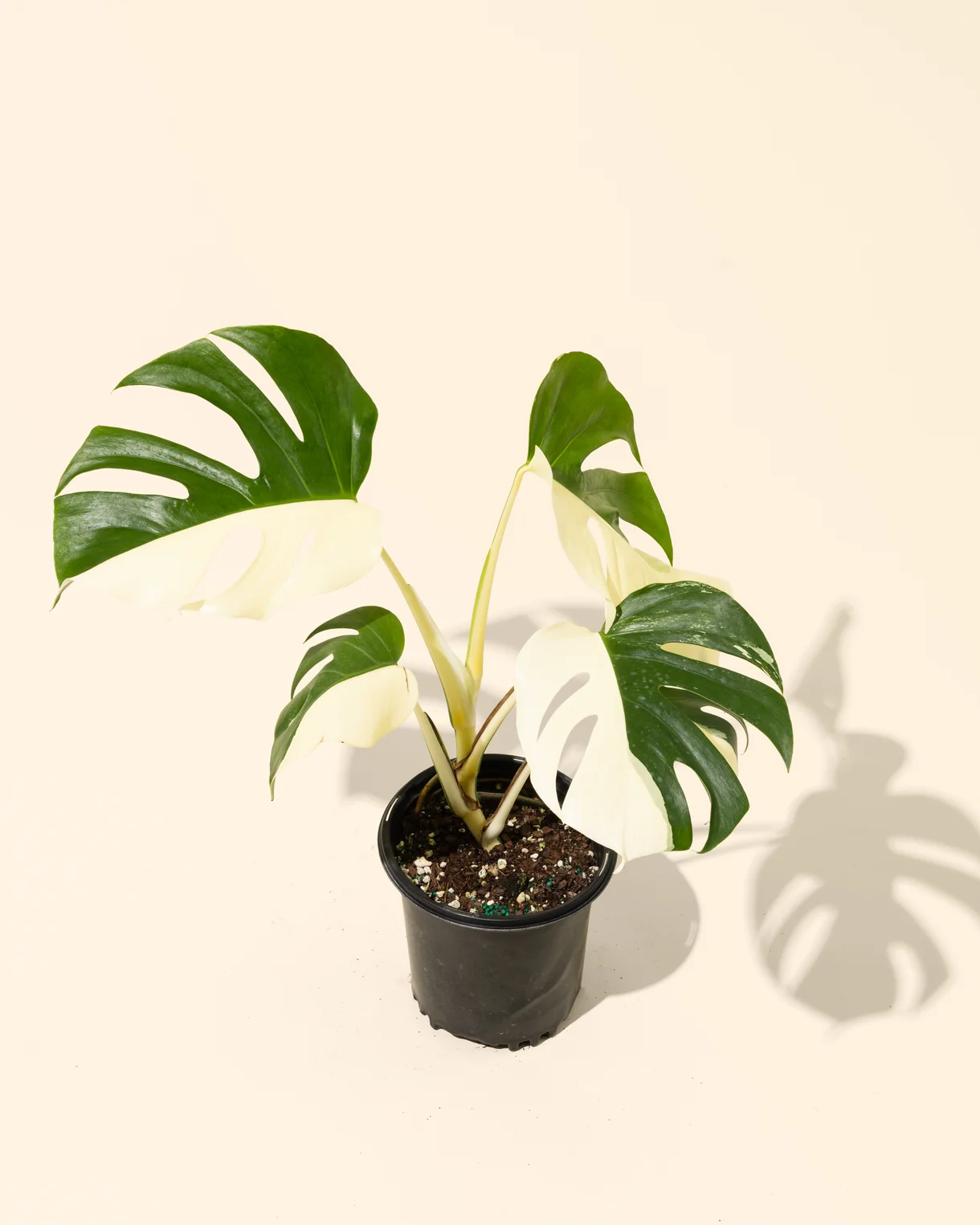 Monstera