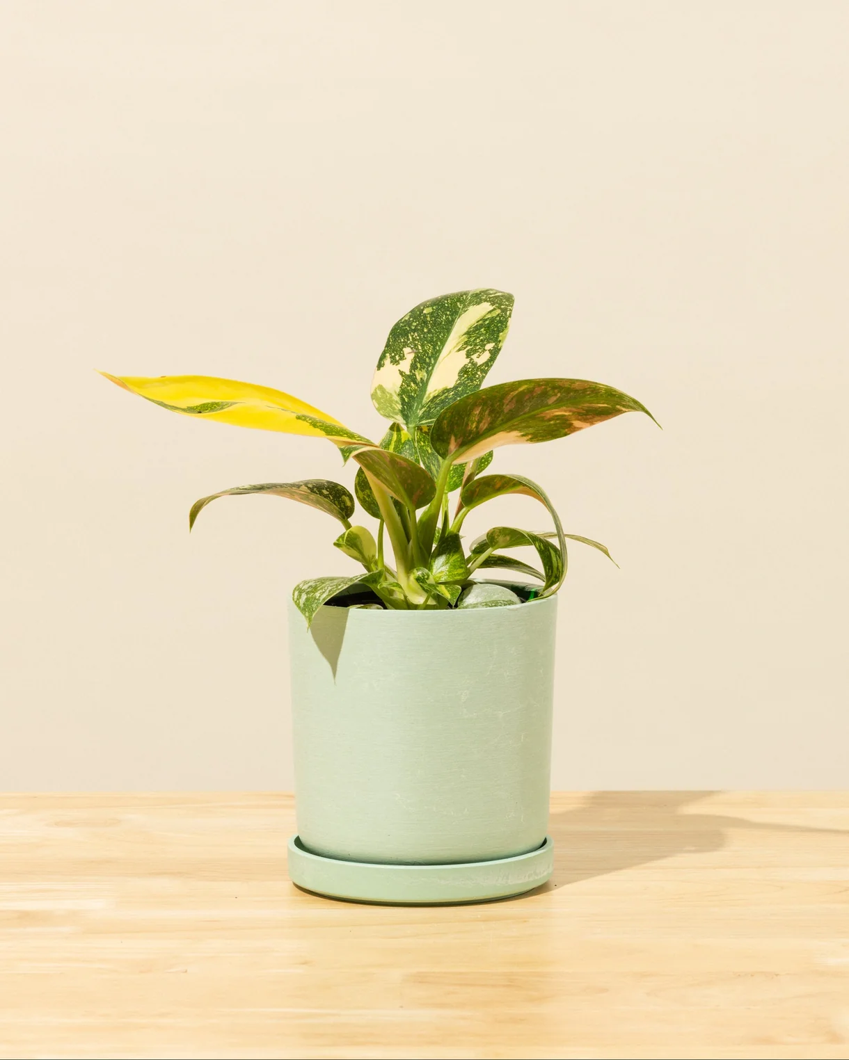 Philodendron