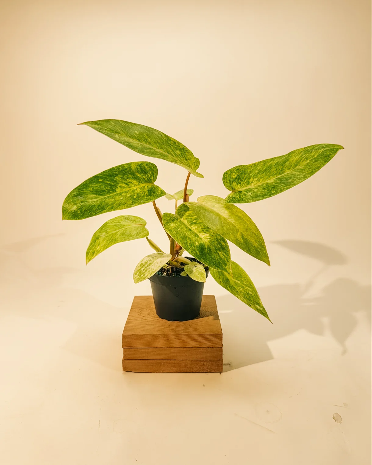 Philodendron