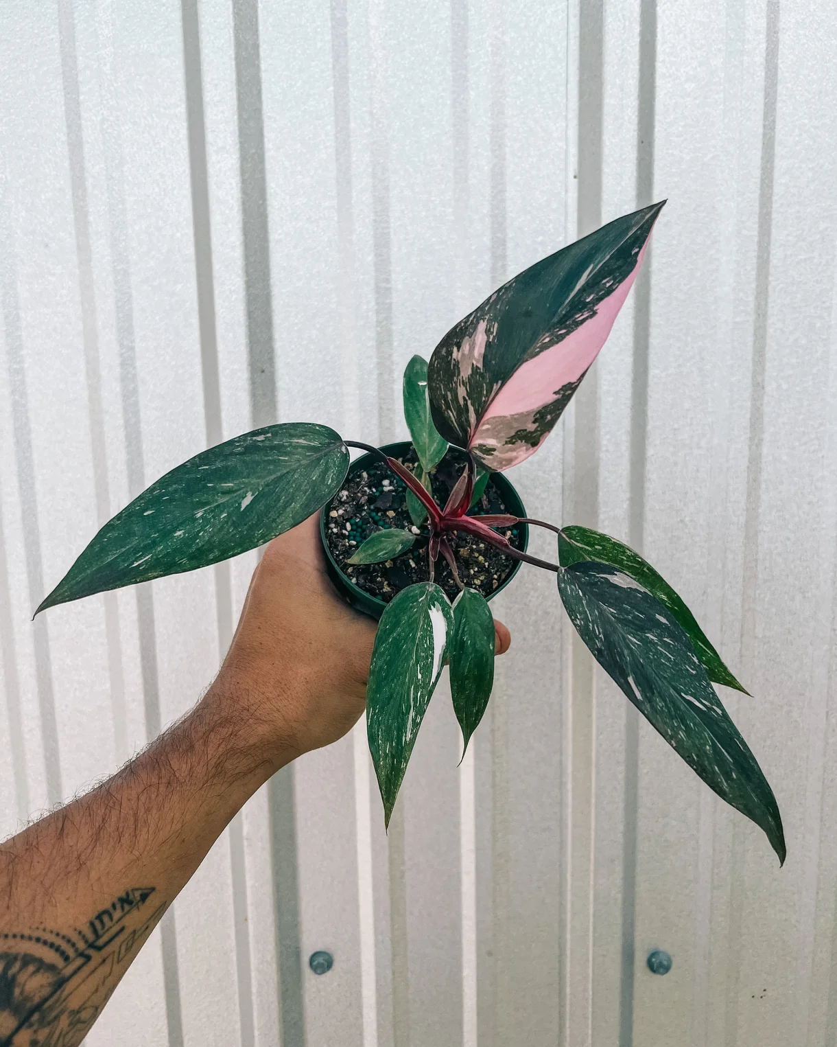Philodendron