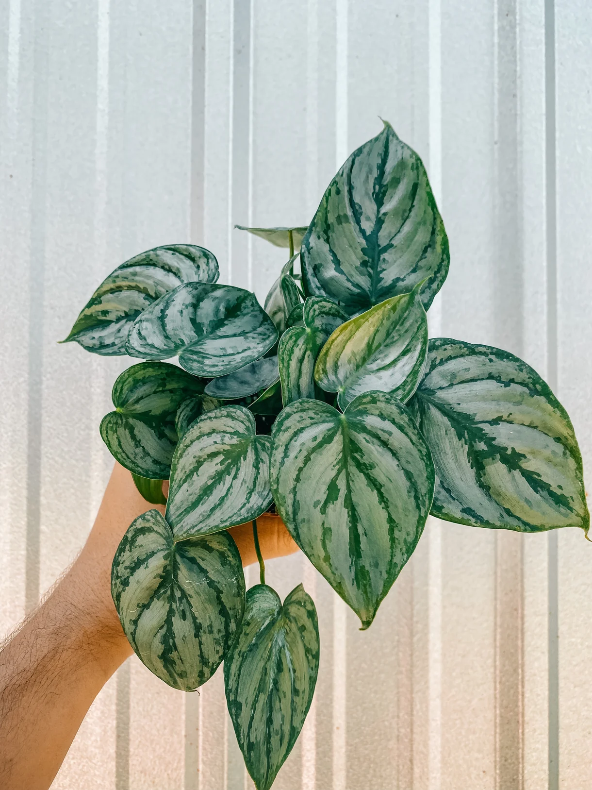 Philodendron